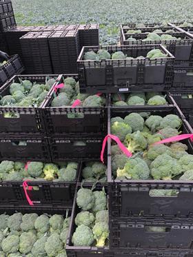 AU Queensland Broccoli Exports CREDIT Department of Agriculture and Fisheries Queensland TAGS Broccoli Australia QLD