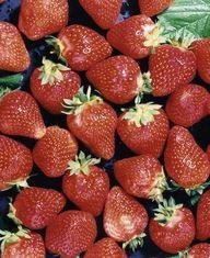Record June for British strawberries