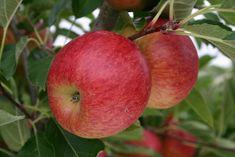 Prevar Smitten with new apple