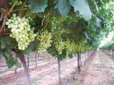 South African grape exports fall