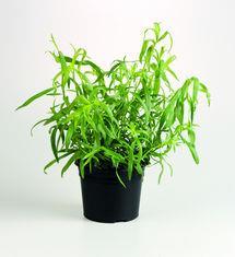 VHB's UK-grown living tarragon