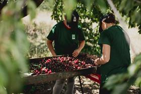 Picota cherries