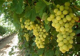 US California grapes white on vine