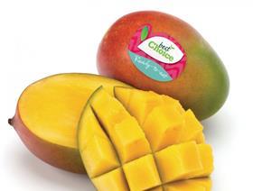 Special Fruit Best Choice mangoes