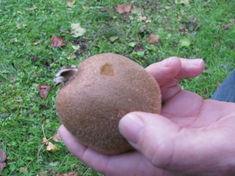 Damaged kiwifruit
