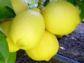 Capespan lemons