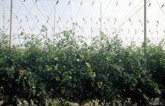 Canary salads suffer the heat