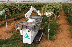 Robotic strawberry harvester