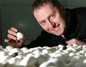 Padraic O'Leary Walsh Mushrooms