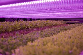 Oppy Up Vertical Farms