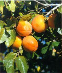 Spanish persimmon set for UK campaign