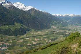 South Tyrol apples