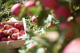Pink Lady apples orchard