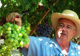 Karniel Giumarra grapes
