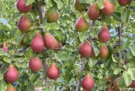 QTee Pears