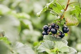 blackcurrants