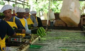 CO Fairtrade banana workers in Colombia CREDIT Fairtrade Funnelweb Media