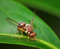 A fruit fly (photo by James Niland)