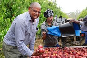 RSA nectarine harvest Ceres