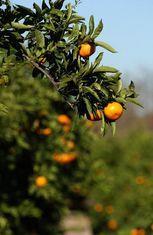 A picture taken at one of International Produce's Spanish Citrus Growers. Courtesy of Richard Hanson Photography