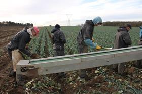 workers harvesting crops 1