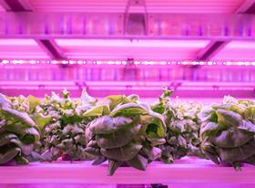 Vertical farming lettuce
