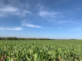 Adopt your own pea field this #GBPW