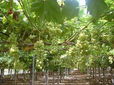 Grape sector battles source-switch struggle