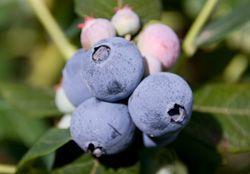 Australian blueberries