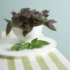 Basil is rich in the anti-inflammatory agent eugenol
