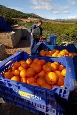 Spanish citrus recovery predicted