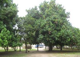 OTC Holland organic Kent mangoes Senegal