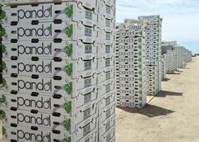 US Pandol Bros grape cartons stacked outside
