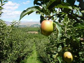 CMI Orchards WA Apples Yakima Fruit