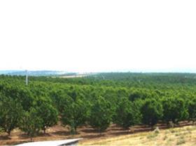 Alara orchards