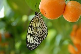 Biodiversity butterfly apricots