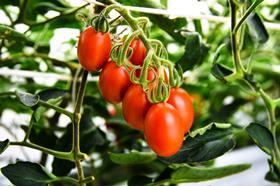Sanatech Seed Sicilian Rouge Tomato