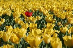 Tulip crisis fears in the Netherlands