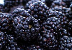blackberries generic