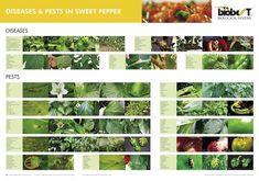 Biobest poster published
