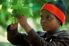 South African grapes wind down