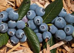 Australian blueberries 2