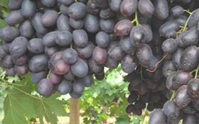 AMC Direct grapes