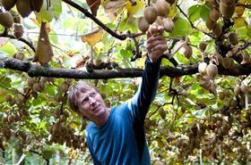 Peter Ombler NZKGI kiwifruit growers