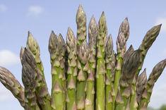 UK asparagus volumes down