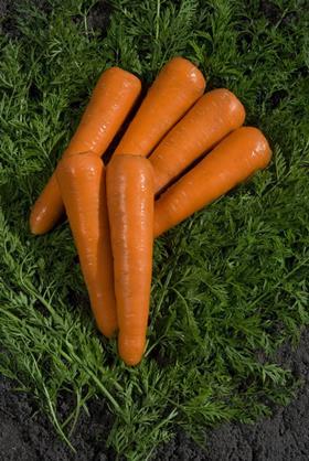 Octavo carrot
