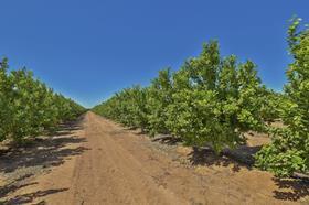 Piscioneri Orchard