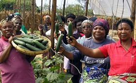 Zambia producers copyright CASH Commercial Agribusiness for Sustainable Horticulture