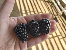 Aketzali  Blackberries
