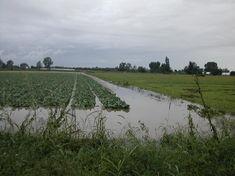 Lettuce fields flooded in the Venice region